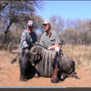 Hunting Blue Wildebeest