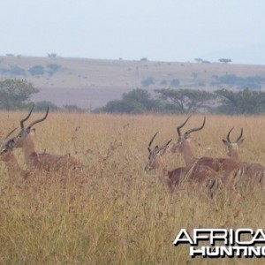 Impala