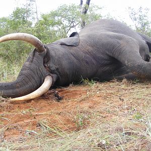 2011 elephant hunt Zimbabwe