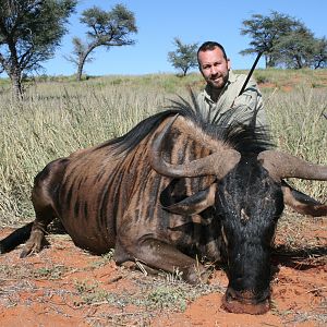 Blue Wildebeest, Kalahari