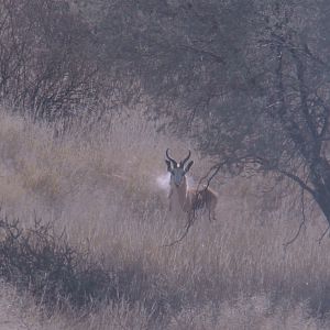 Springbok