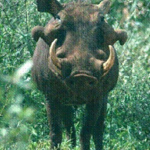 Desert warthog Ph. aethiopicus