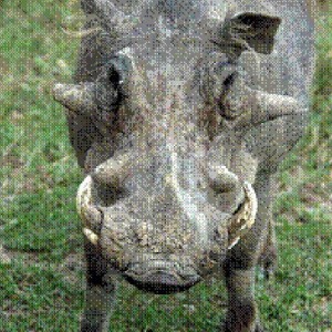 Common warthog Ph. africanus