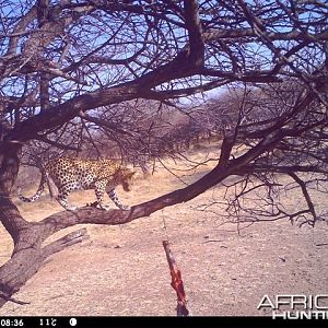 Baited Leopard in Namibia