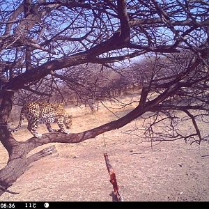 Baited Leopard in Namibia