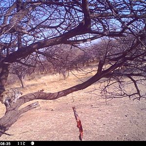 Baited Leopard in Namibia