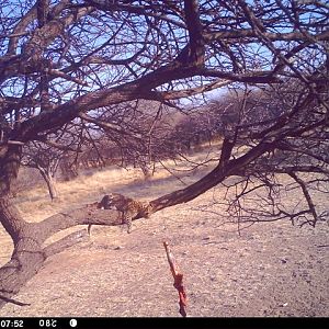 Baited Leopard in Namibia