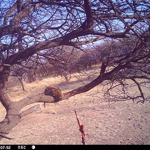 Baited Leopard in Namibia