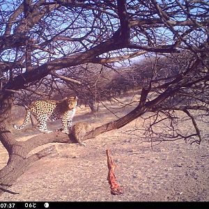 Baited Leopard in Namibia