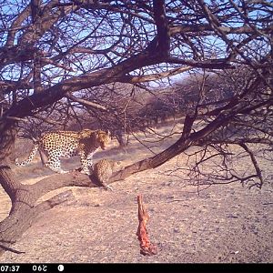 Baited Leopard in Namibia