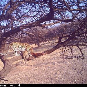 Baited Leopard in Namibia