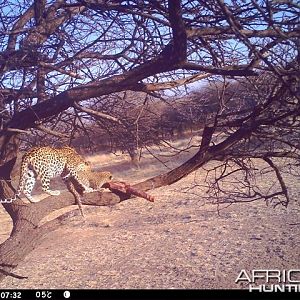 Baited Leopard in Namibia