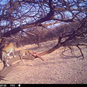 Baited Leopard in Namibia