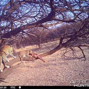 Baited Leopard in Namibia