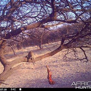 Baited Leopard in Namibia