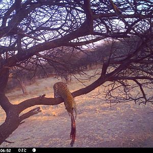 Baited Leopard in Namibia