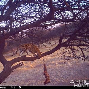 Baited Leopard in Namibia