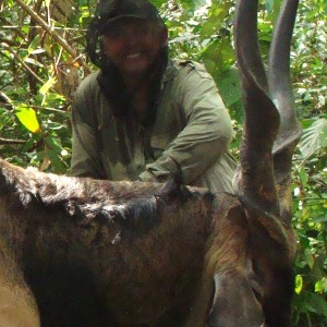 50 inch Eland hunted in CAR with Central African Wildlife Adventures