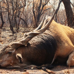 53 inch Eland hunted in CAR with Central African Wildlife Adventures