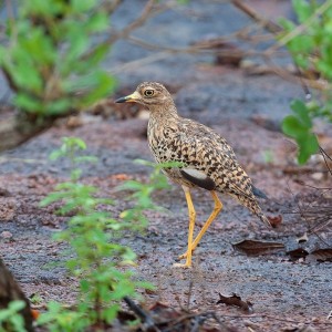 CAR with Central African Wildlife Adventures