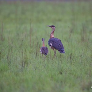 CAR with Central African Wildlife Adventures