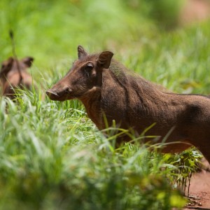 CAR with Central African Wildlife Adventures