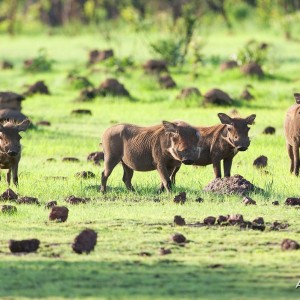 CAR with Central African Wildlife Adventures