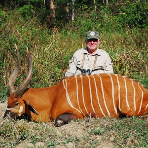 29 inch Bongo hunted in CAR with Central African Wildlife Adventures