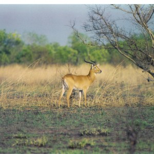 CAR with Central African Wildlife Adventures