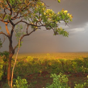 Chinko Valley in CAR with Central African Wildlife Adventures