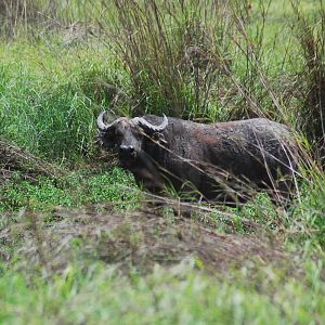 CAR with Central African Wildlife Adventures