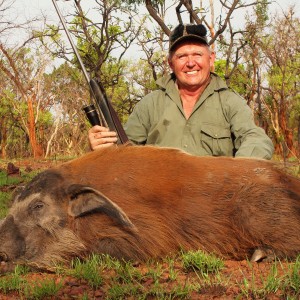 Red River Hog hunted in CAR with Central African Wildlife Adventures