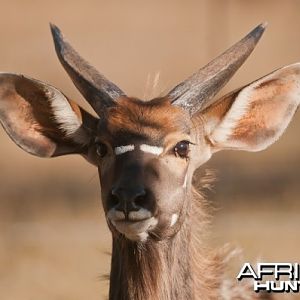 Young Kudu