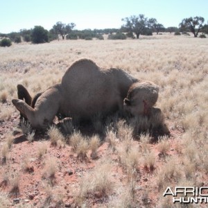 Hunting Camel in Australia