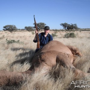 Hunting Camel in Australia