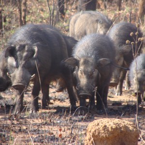 Giant Forest Hog family in CAR