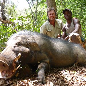 Giant Forest Hog hunted in CAR with CAWA