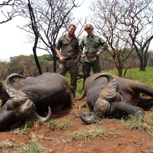 Buffaloes hunted in Central African Republic with CAWA