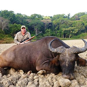 Buffalo hunted in Central African Republic with CAWA