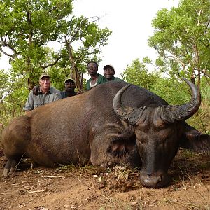 Buffalo hunted in Central African Republic with CAWA