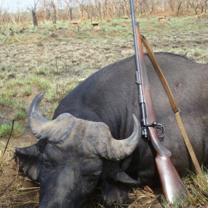 Buffalo hunted in Central African Republic with CAWA