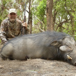 Giant Forest Hog hunted in CAR with CAWA