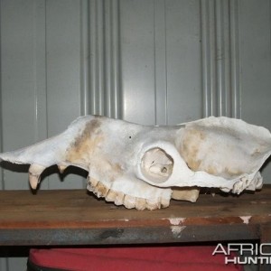 Camel skull