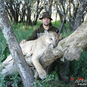 Puma Hunting in Argentina