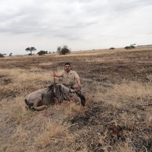 Blue Wildebeest