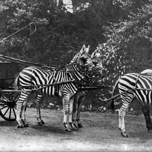 Lord Rothschild with his famed Zebra carriage