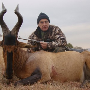 Red Hartebeest