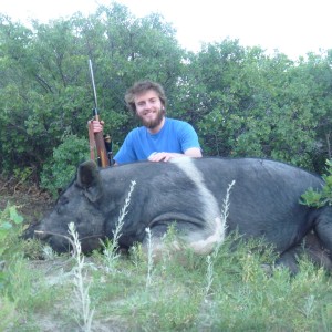 Pig Hunting