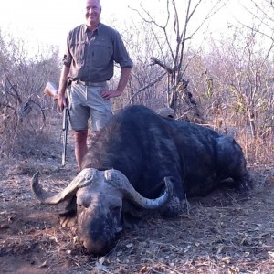 Buffalo hunted in Zimbabwe