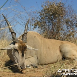 Eland